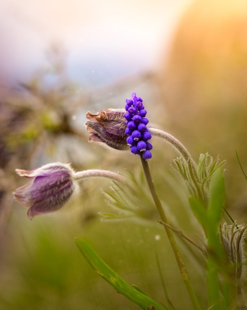 Muscari violet și floare de pulsatilă într-o scenă de primăvară – călătorie în fotografia de natură.