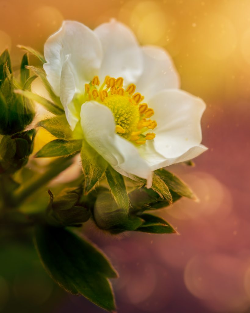 Soft Light and Silent Petals – One Moment in My Nature Photography Journey