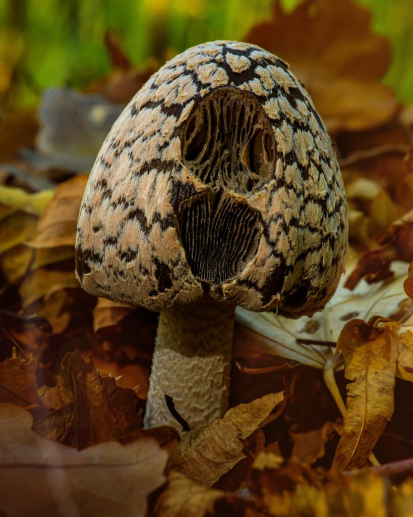 Close-up of a wild mushroom in autumn leaves