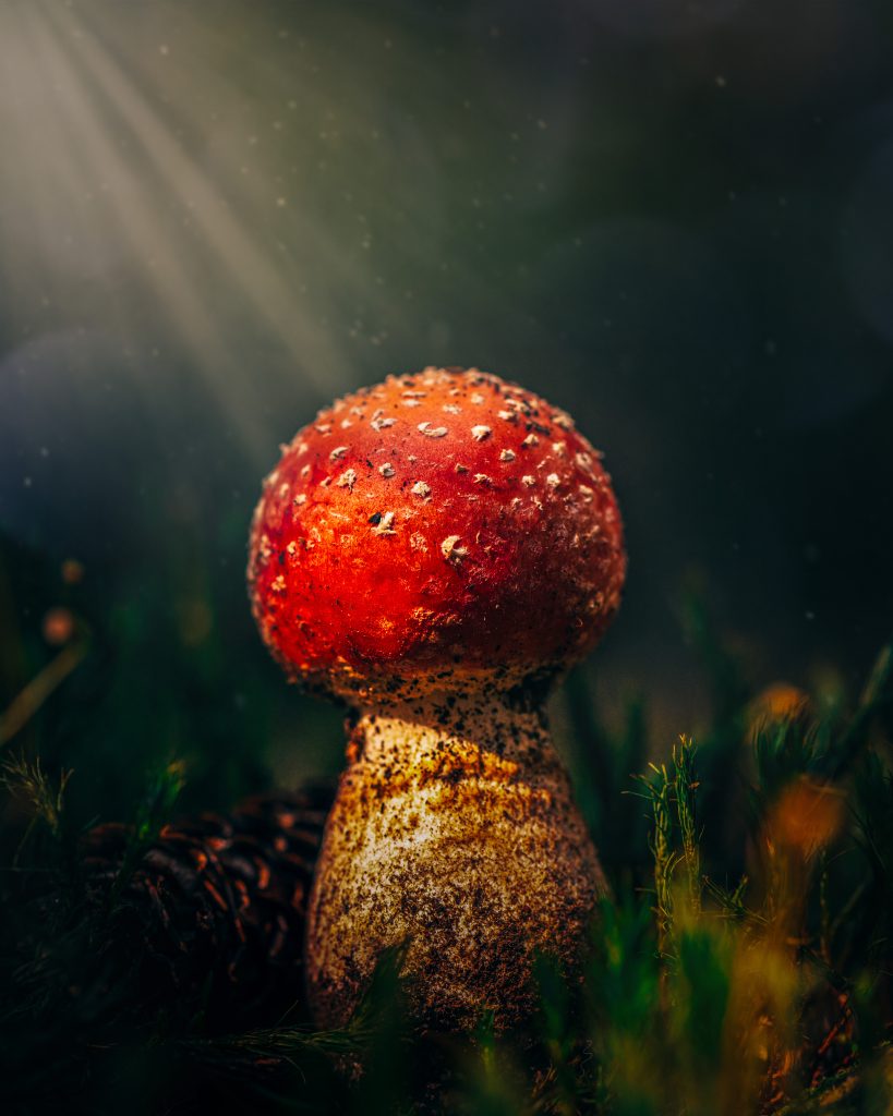 Amanita muscaria