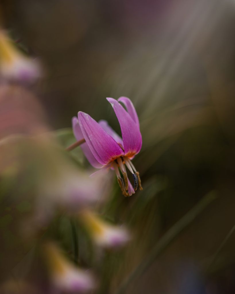 Erythronium dens-canis