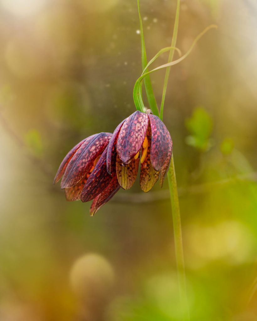 Fritillaria meleagris