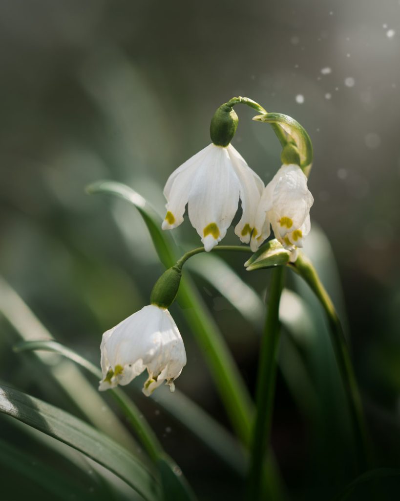 Leucojum vernum