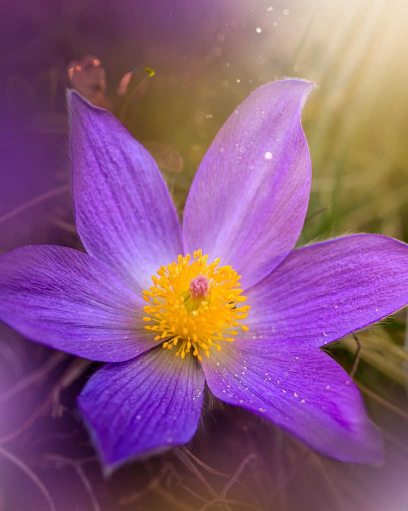 comori din natura treasures from nature