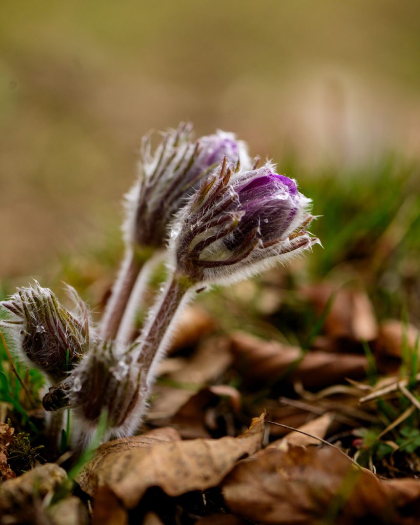 Pulsatilla sp. (în ofilire)