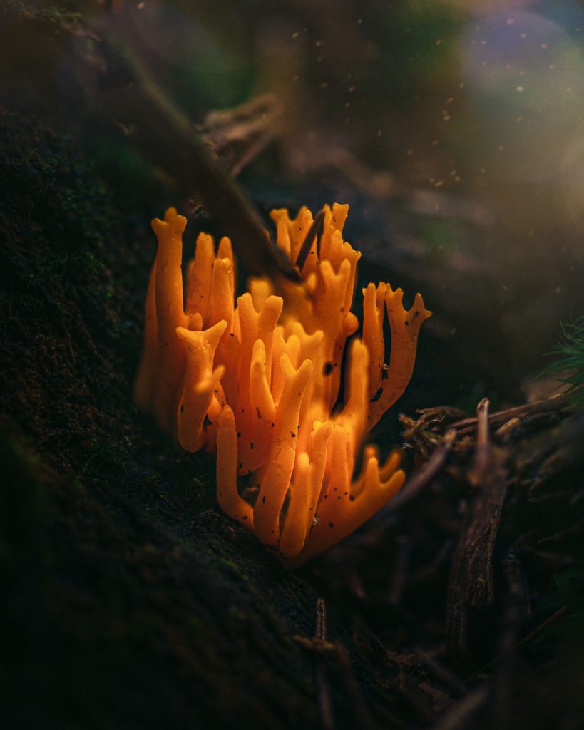 Ramaria sp.
