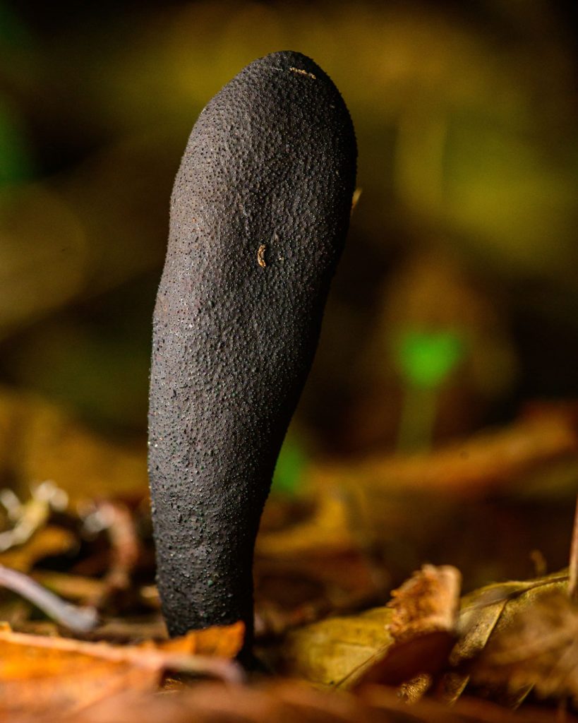 Xylaria polymorpha