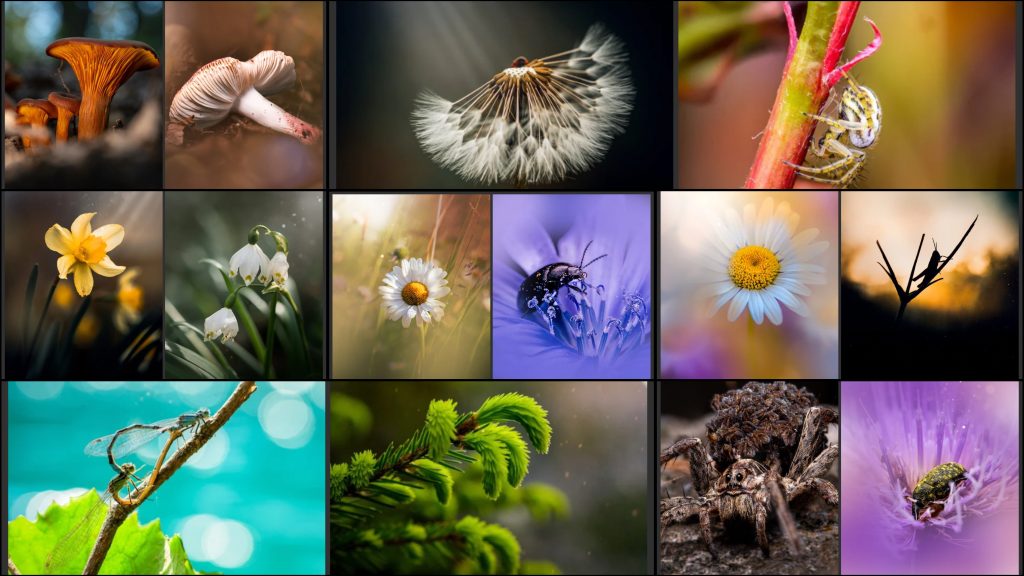 One Year, One Frame at a Time: A Photo Memory for Each Month